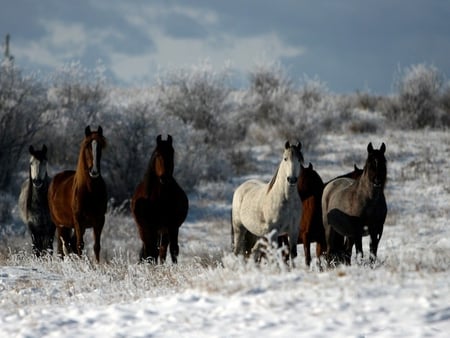 Horses - snow, run, animal, horse