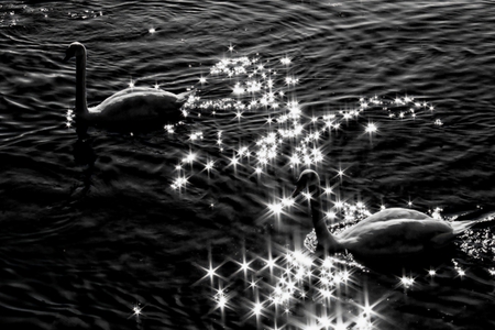 Swans and stars (for Zuri) - beauty, swans, stars, ocean, photography, magic, water, brilliant, black and white, sparkle, fantastic