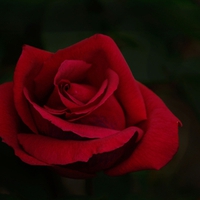 Red rose