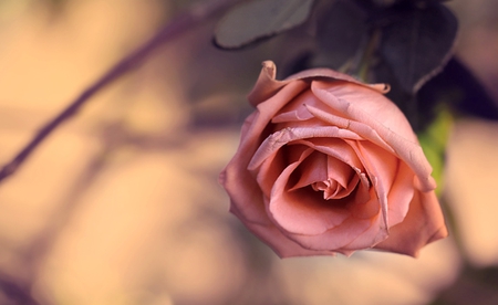 Beautiful rose - beauty, soft, light, beautiful, pink rose, rose, flower