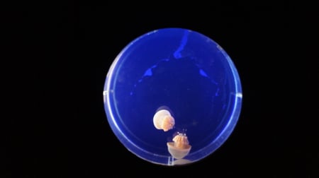 In a different world - jellyfish, couple, water, round