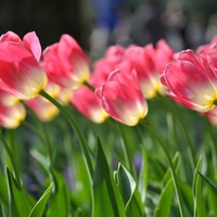 Dancing tulips