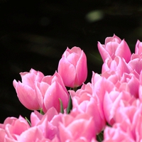 Pink tulips