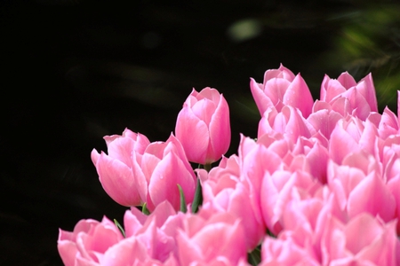 Pink tulips - beauty, soft, beautiful, tulips, pink tulips, flowers