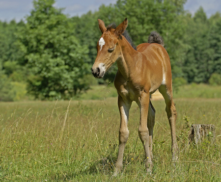 CUTE BROWN FOAL - colt, brown, horse, equine, foal, cute