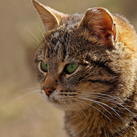 GREEN EYED KITTY