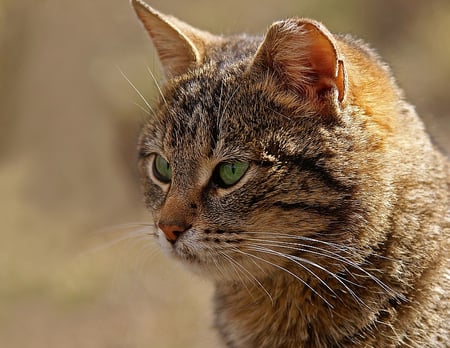 GREEN EYED KITTY - kitty, eyes, green, feline, pet, kitten