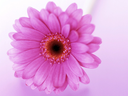 Pink Gerbera - gerbera, macro, pink, beautiful, flower