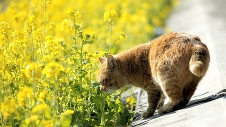 Stop and smell of flowers !! - flowers, pretty, yellow, smelling, road, cat