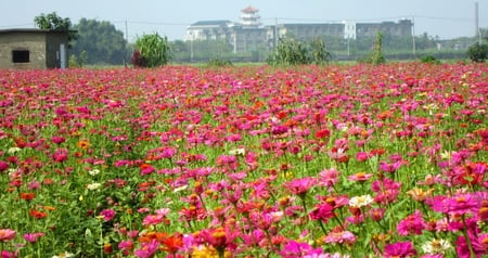 Blooming Zinniaã€€ - blooming, colourful, pretty, bright, beautiful