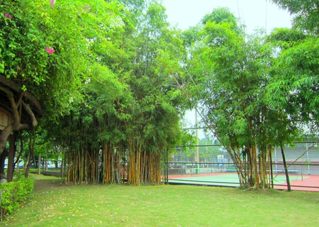 Bamboo Park - arbor, bamboo, sports court, park, grass