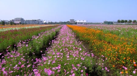 Blooming cosmos - blooming, bright, pretty, beautiful, colourful