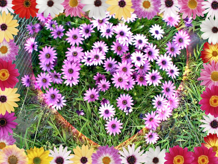 You are my daisy - daisies, flowers, mauve, gift, friendship, card, love