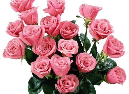 Wonderful roses - beauty, pink roses, water drops, wet, leaves, bouquet, flowers, rose