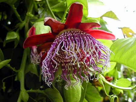 PASSION FLOWER - vine, passion, flower, fruit