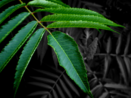 Leaf (My photography) - leaf, leaves, black, green