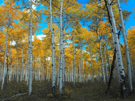 Sacred Aspens - aspens, trees, land, sky