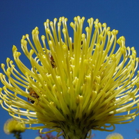 GOLDEN BANKSIA