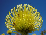 GOLDEN BANKSIA