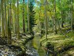 Aspen Forest