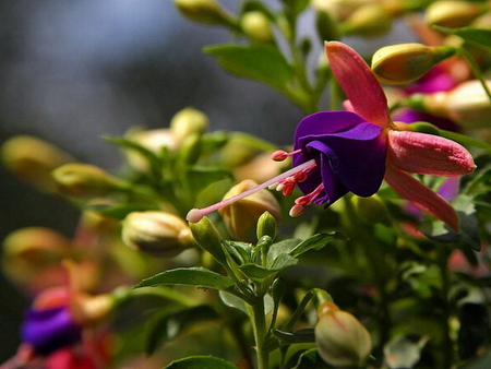 FUSCHIA FLOWER - flower, purple, pretty, plant