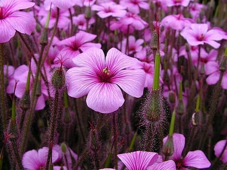 PURPLE PATCH - purple, field, flowers, pretty