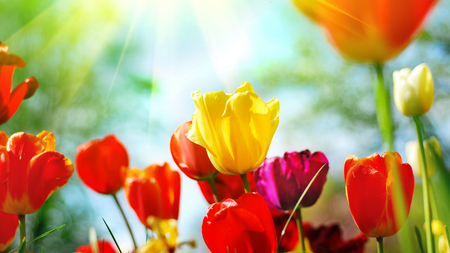 BEAUTIFUL FLOWERS - nice, nature, hd, amazing, cool, 3d, wallpaper