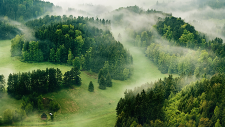 secluded_in_the_woods - nature, green, forest, trees