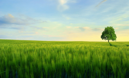 abendwind - nature, sky, green, tree, grass