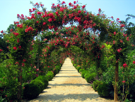 Rose_Arbors - nature, roses, red, flowers, garden