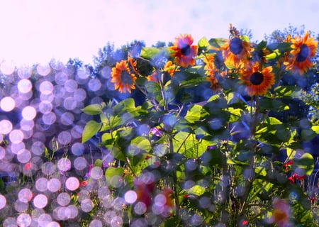 Looking_out_on_the_Morning_Sun - nature, colors, flowers, 3d