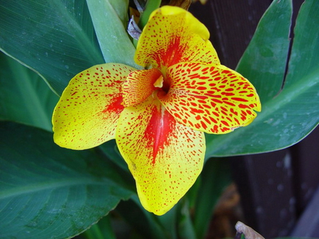 YELLOW BEAUTY, - spotted, red, flower, yellow