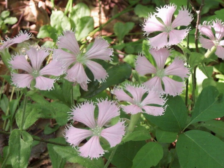 FRINGED CAMPION - flowers, leaves, pretty, dainty