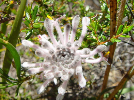 SPIDER FLOWER - white, leaves, flower, petals