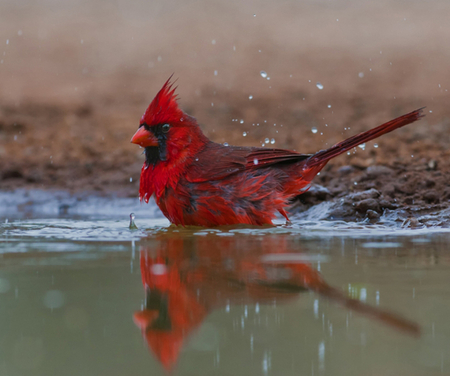 red cardinal - nature, reflection, red, cardinal, water, bird