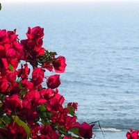 Beach and Flowers