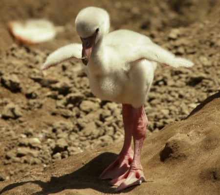 Learning to walk - duck, cute, animals, walk