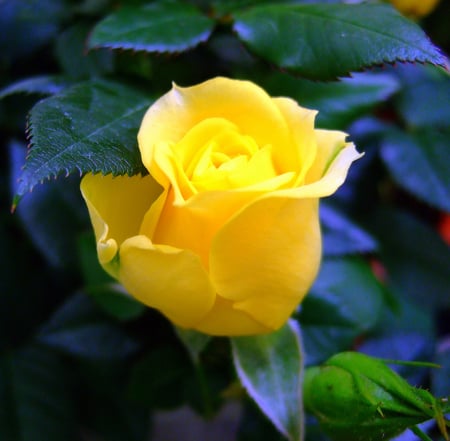 Friendship Rose - rose, friendship, yellow, garden