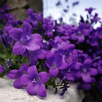 Purple flowers for my Luiza (Dreamer-girl)