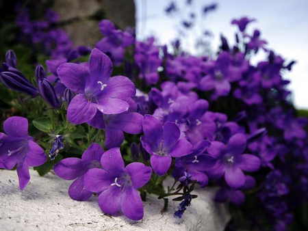 Purple flowers for my Luiza (Dreamer-girl) - flowers, purple, photography, friendship, lilacs