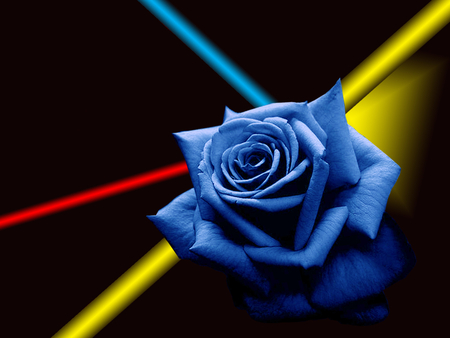 For Separation Day - beauty, photography, sad, natue, rose, abstract, alone, yellow, red, blue, beautiful, photo, flower