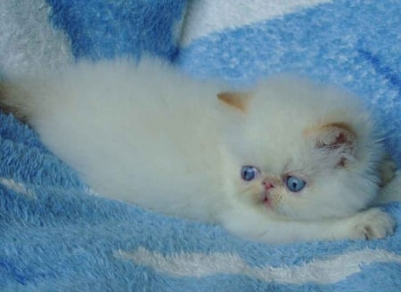 sweetie - white, blue, sweet, kitten, blanket, persian