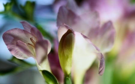 Inflorescense - nature, fressia, flower, spring time