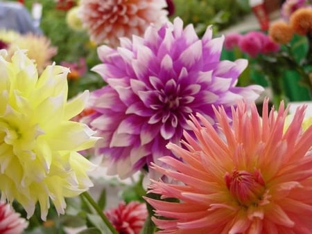 Assortment of Dahlias - assorted, colors, flower, dahlias