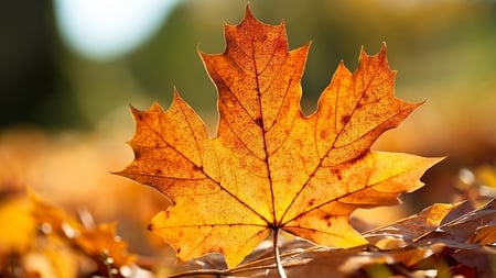 LEAF - nature, amazing, beautiful, hd, nice, 3d, wallpaper