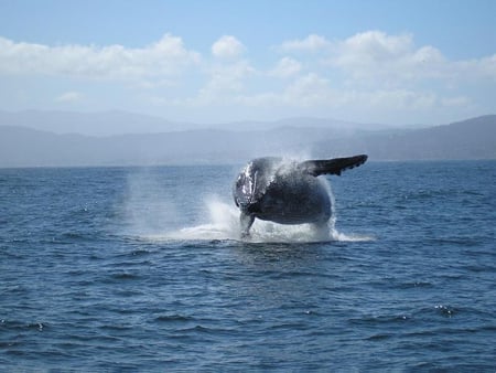 Humpback Calf Whale - sky, ocean, whale, calf