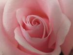 Wedding Rose