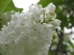 White Lilac