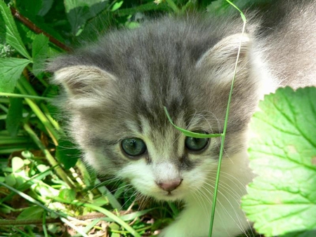 Sweet kitten - animal, kitten, cat, sweet, grass