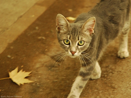 Autumn cat - cat, animal, autumn, kitten